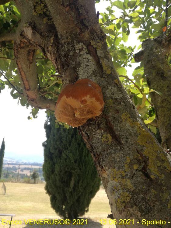 22 - Un fungo strano (Spoleto).jpg